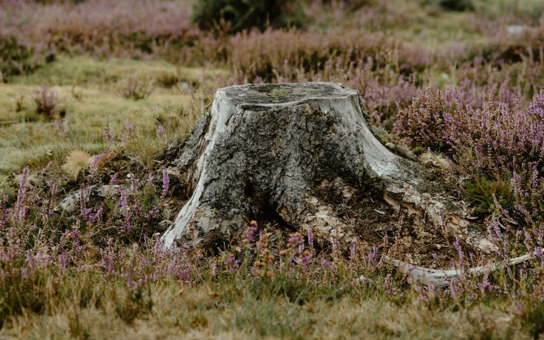 Tree Stump Grinding in Harrisonburg, VA: What Homeowners Need to Know