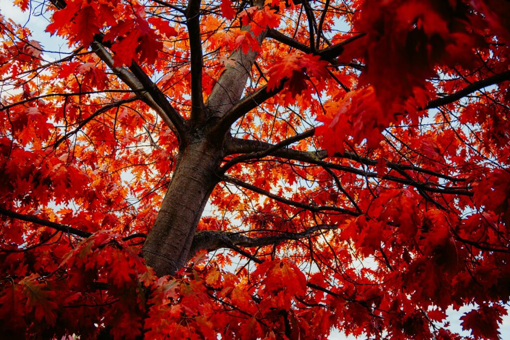 A tree with red leaves in the fall
