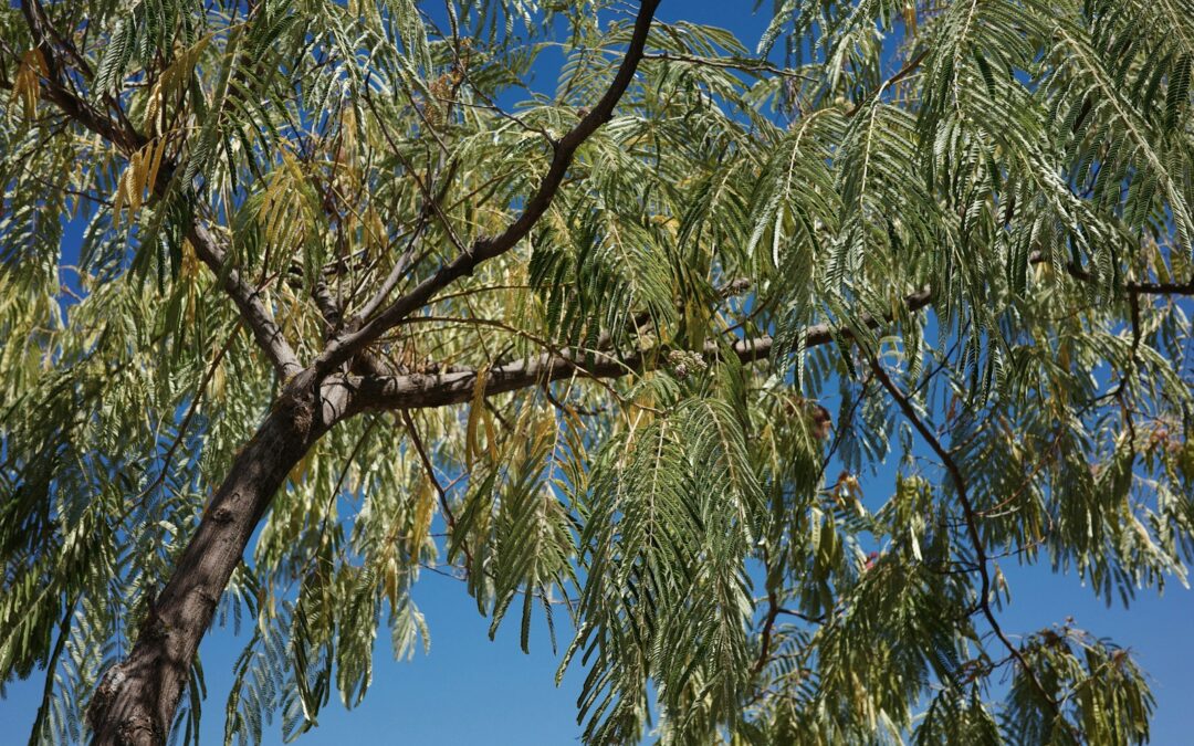 Emergency Tree Removal Services in the Shenandoah Valley: A Step-by-Step Guide for Storm Season