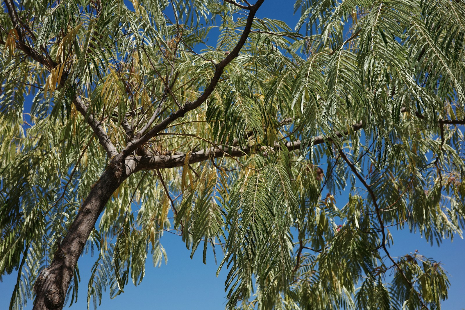 A tree with delicate green leaves against a blue sky Emergency Tree Removal Services in the Shenandoah Valley: A Step-by-Step Guide for Storm Season