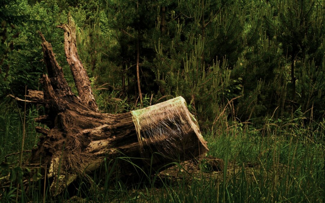 Tree Care Services in Page County: Keeping Trees Healthy and Properties Safe