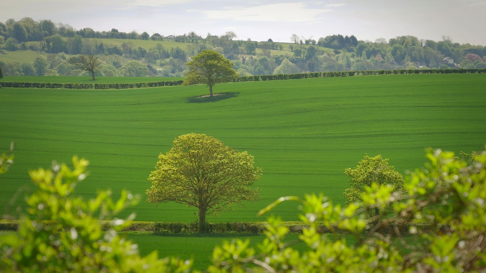 green tree in the middle of grass field Emergency Tree Removal in Rockingham County: What to Do After Storm Damage