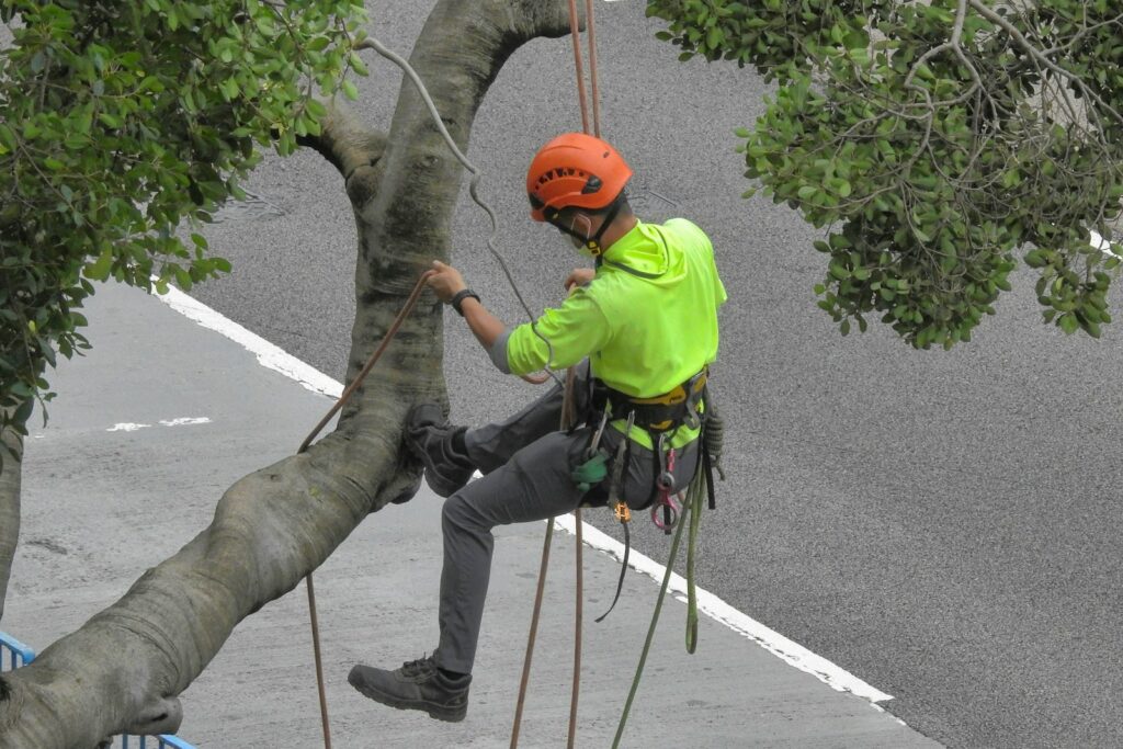 a person climbing a tree
