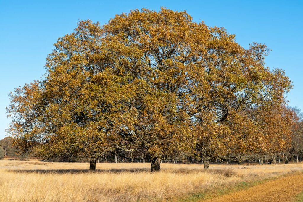 a large tree in the middle of a field