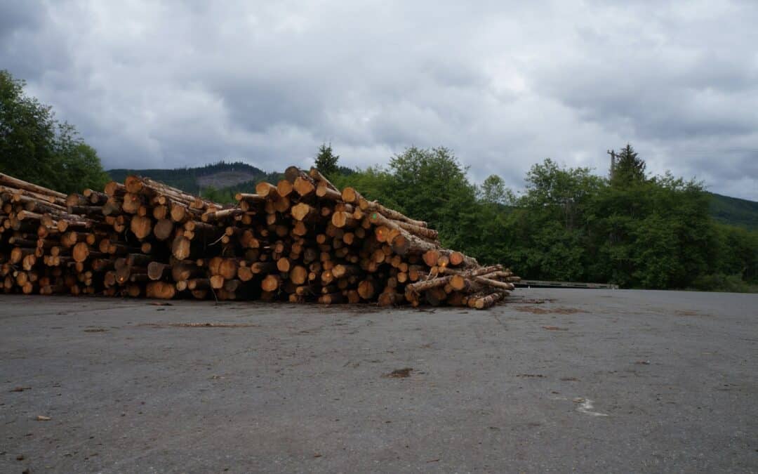 Tree Cutting Service in Shenandoah, VA: Local Experts You Can Count On