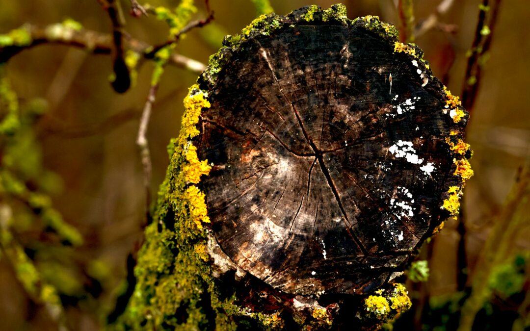 Stump Grinding in Harrisonburg, Virginia: What Homeowners Should Expect Before, During, and After