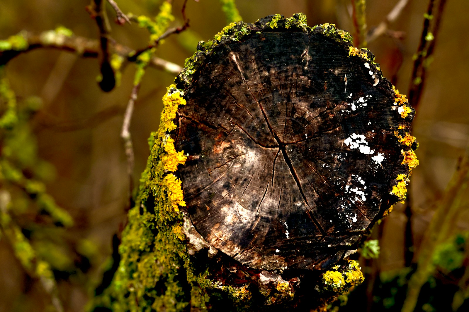Moss and lichen cover a weathered tree stump. Stump Grinding in Harrisonburg, Virginia: What Homeowners Should Expect Before, During, and After