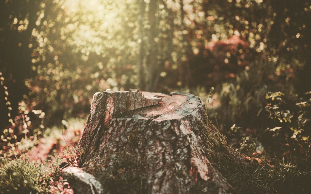 What Is Tree Stump Removal? Harrisonburg Tree Service Explains