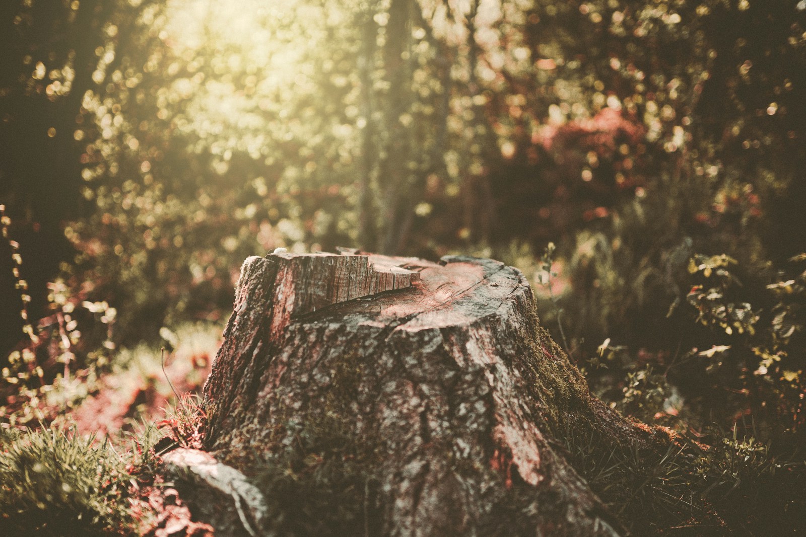 brown log in tilt shift lens What Is Tree Stump Removal? Harrisonburg Tree Service Explains