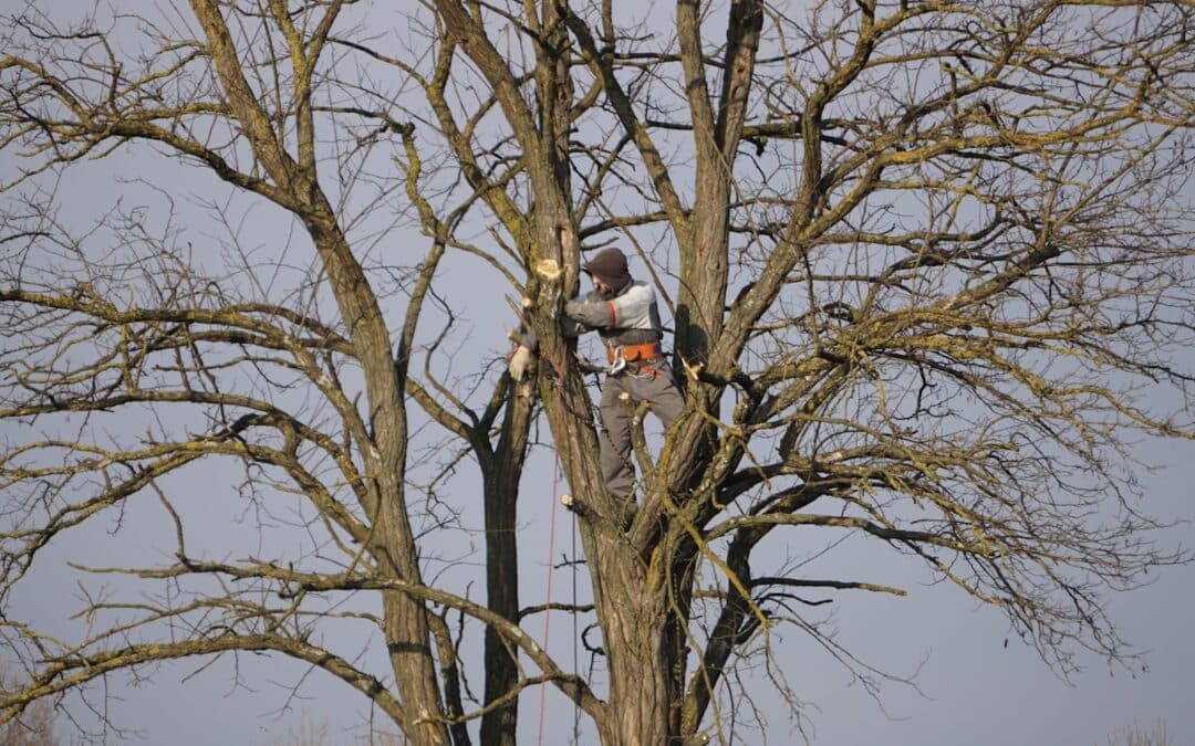 The Homeowner’s Guide to Tree Pruning in Luray, Virginia: Best Times, Methods, and Local Tips