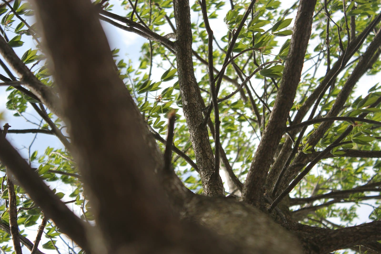 brown tree branch in close up photography Tree Trimming Service in Luray, VA: Keep Your Property Safe and Beautiful