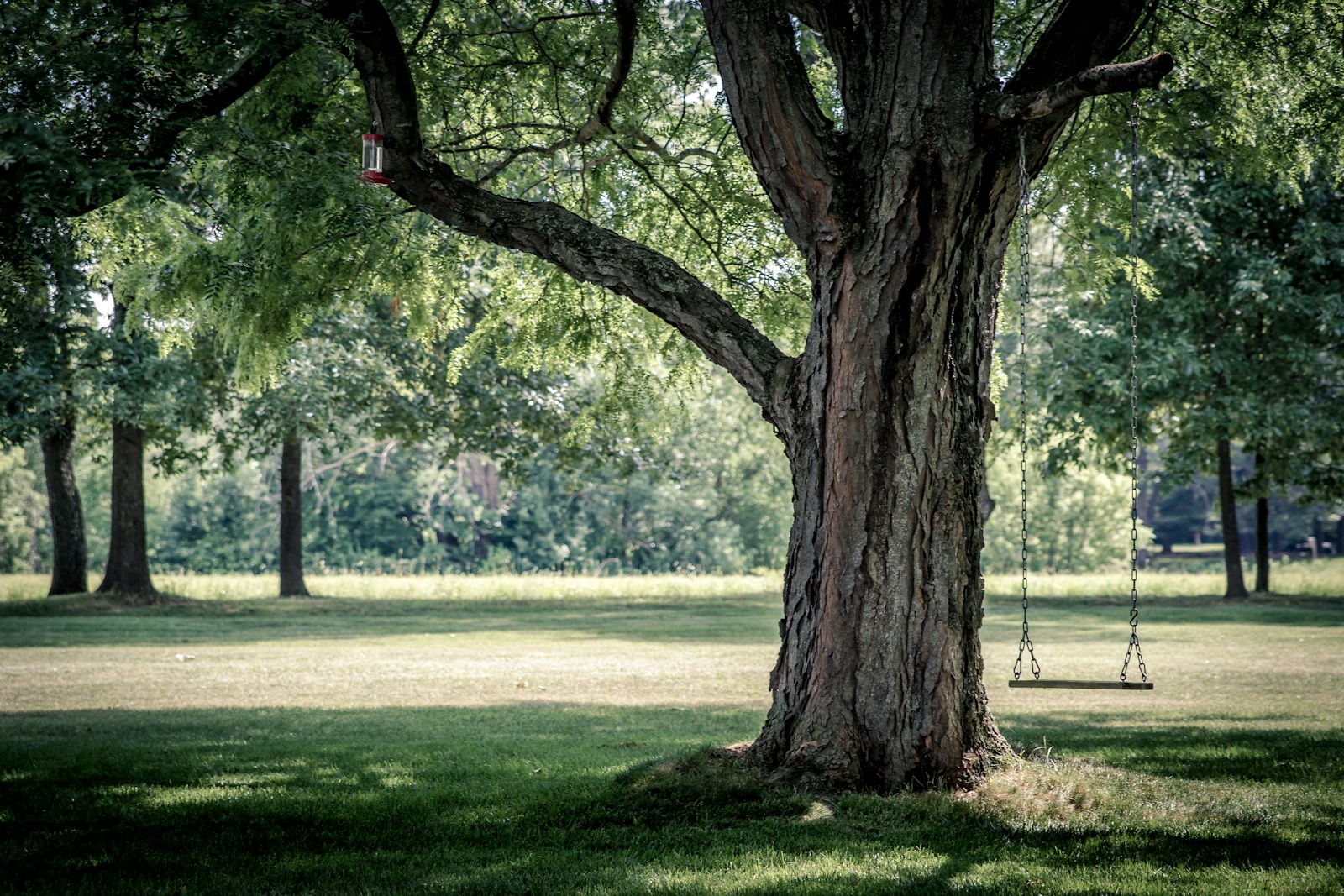 photo of swing chair on tree Common Tree Species in the Shenandoah Valley & How to Care for Them