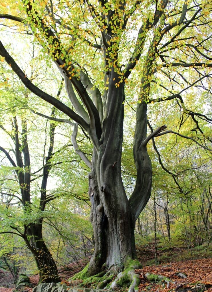 a large tree in the middle of a forest