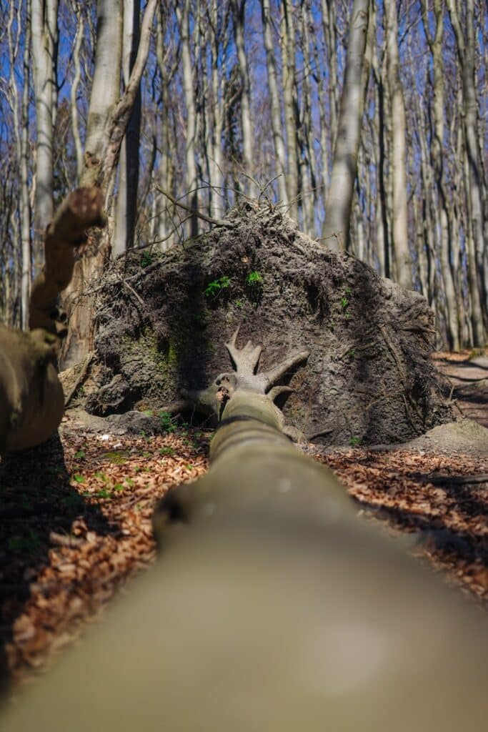 Fallen tree in a forest reveals its roots.