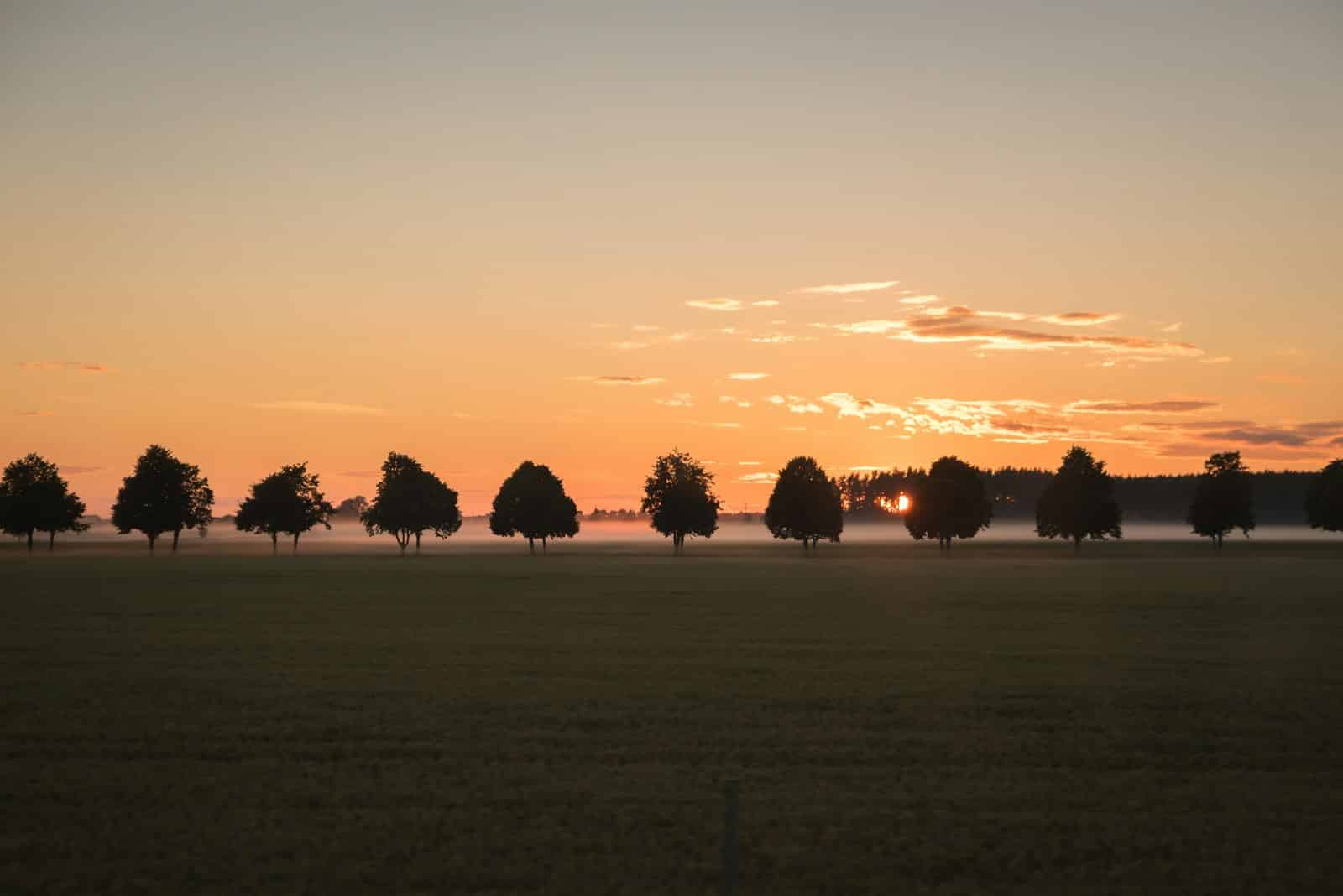 silhouette photo of trees and field during dawn What Is an Arborist? A Guide for Homeowners in the Shenandoah Valley