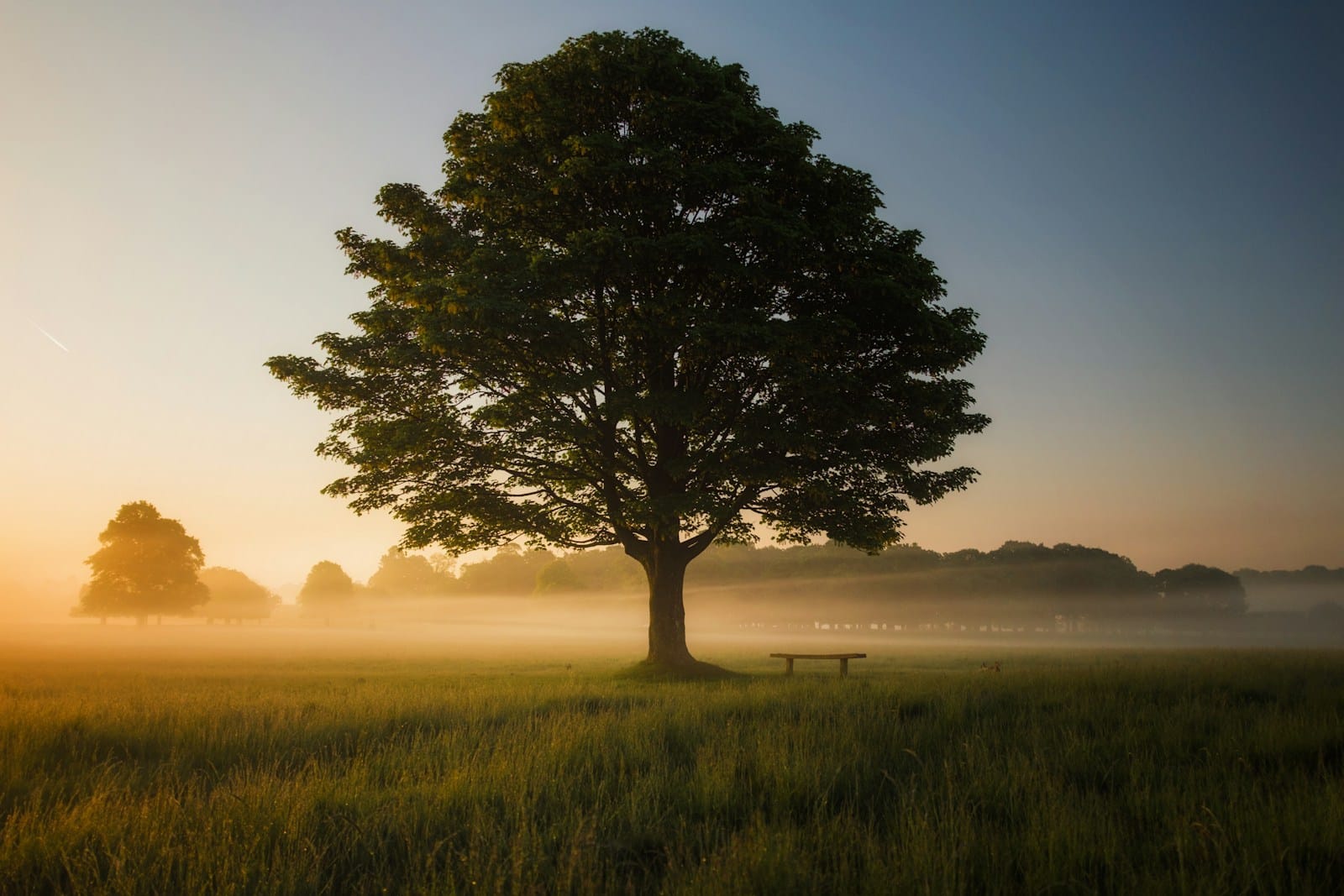 green leafed tree surrounded by fog during daytime Professional Tree Trimming Service in Staunton and Waynesboro: Shape, Safety, and Curb Appeal