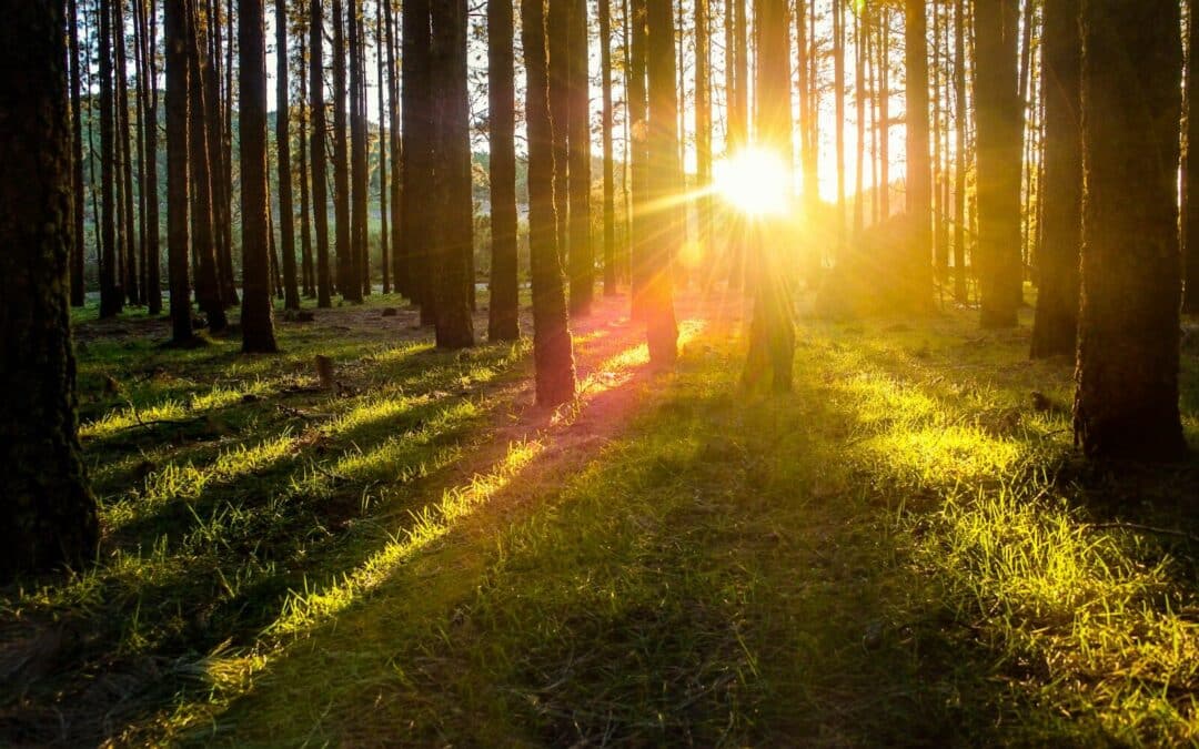 Expert Tree Service Across the Shenandoah Valley: Keeping Harrisonburg, Staunton, and Waynesboro Green and Safe