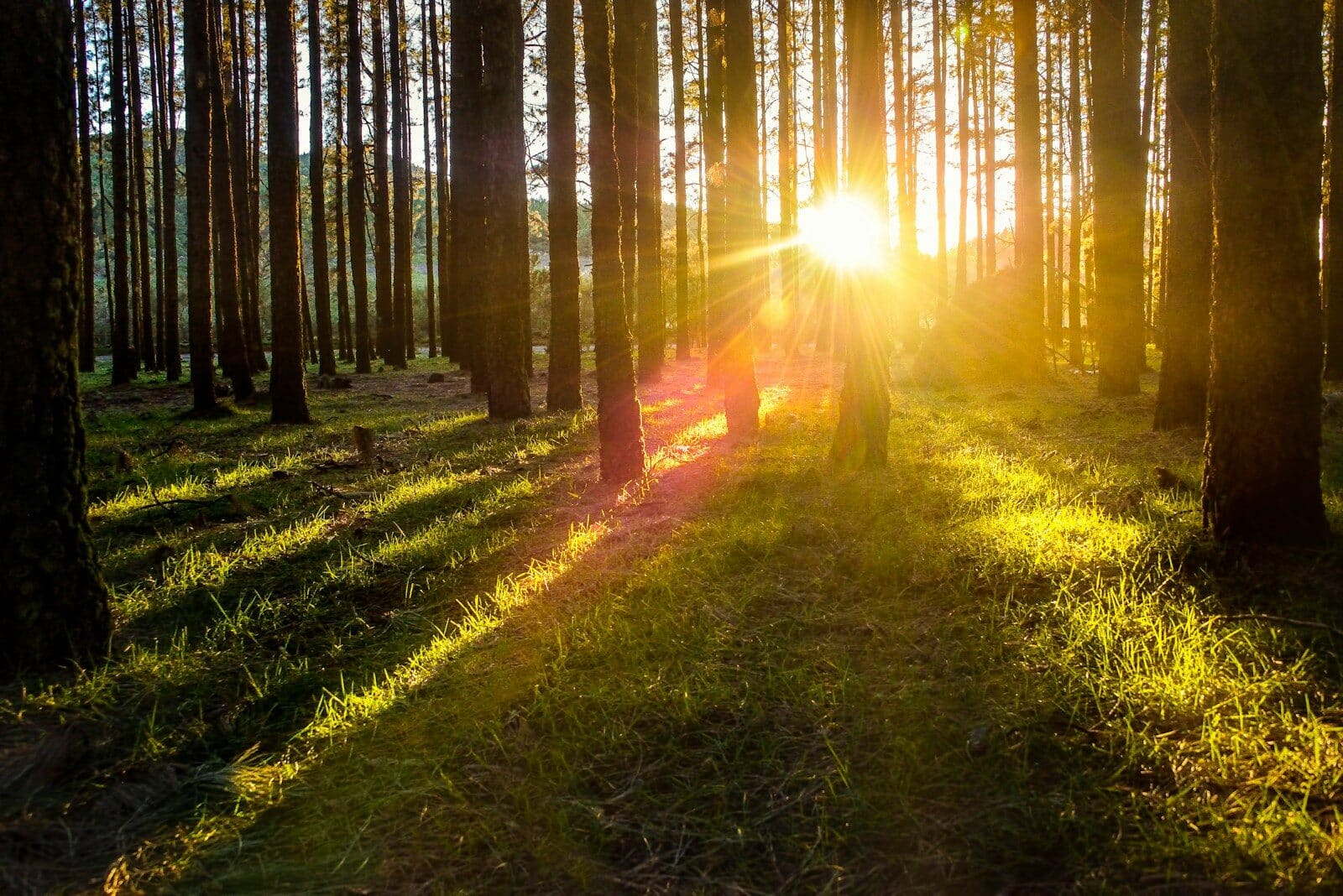 Photo by Christian Buehner forest tree photography