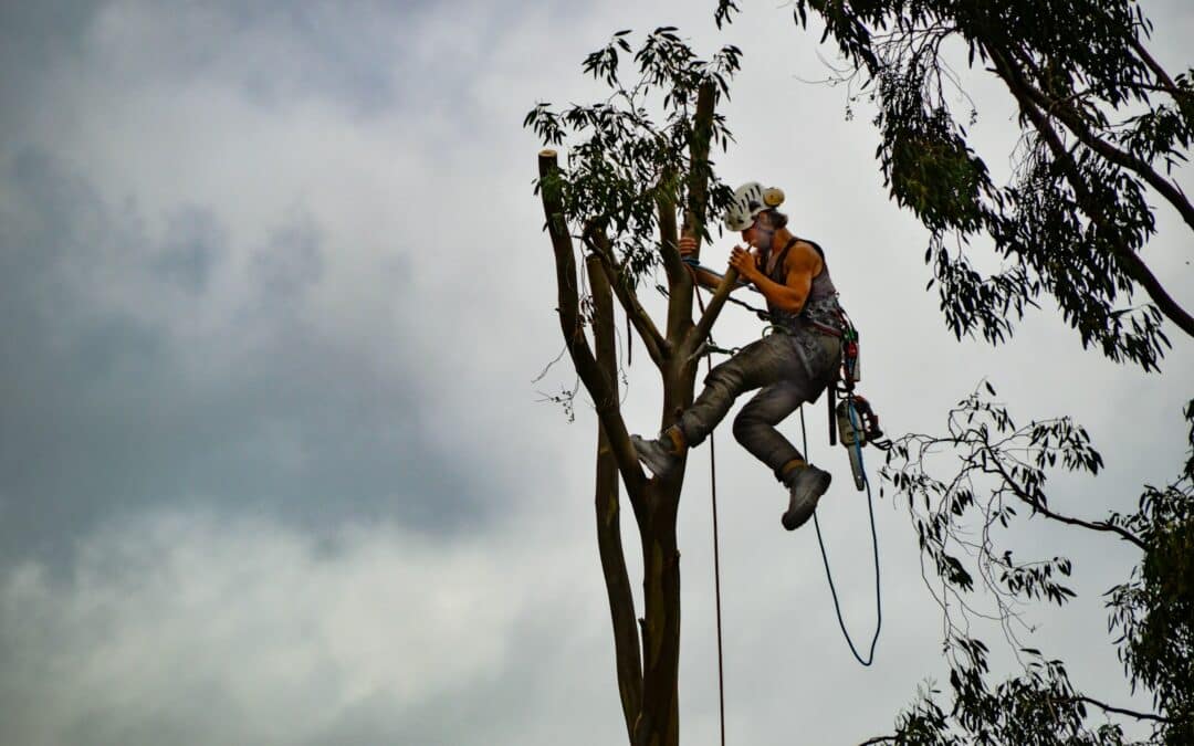 When Should I Call an Arborist? Key Signs for Tree Service in Harrisonburg Homeowners