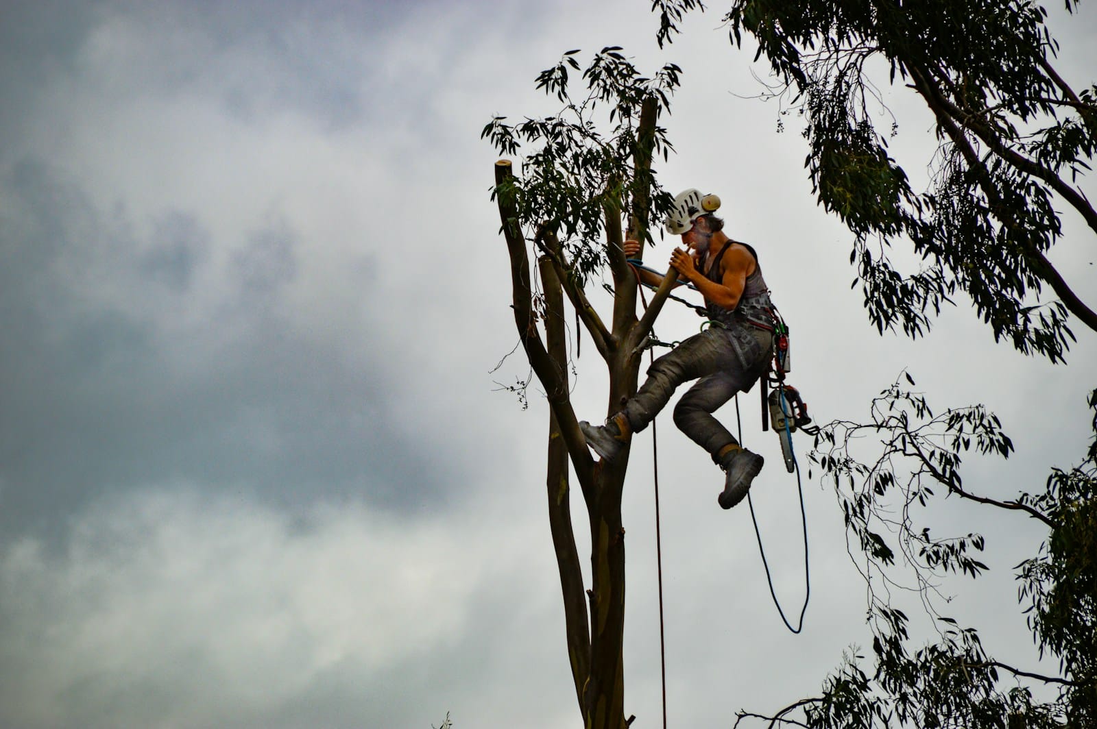 man in orange shirt sitting on tree branch When Should I Call an Arborist? Key Signs for Tree Service in Harrisonburg Homeowners