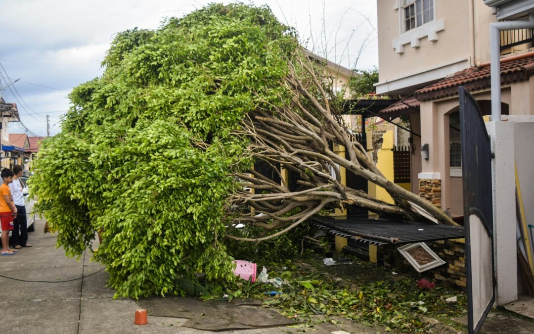 Why Is Tree Removal So Expensive? Breaking Down the Costs For Tree Removal Near Me