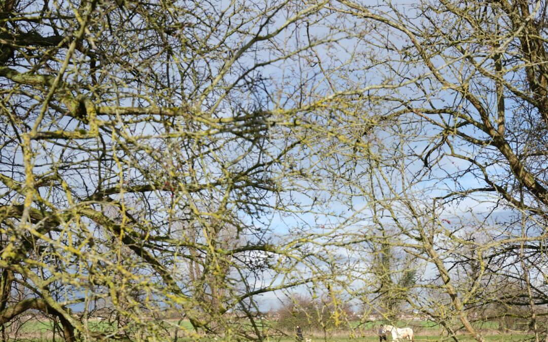 How to Choose the Right Tree Pruning Service in the Shenandoah Valley: What to Look For