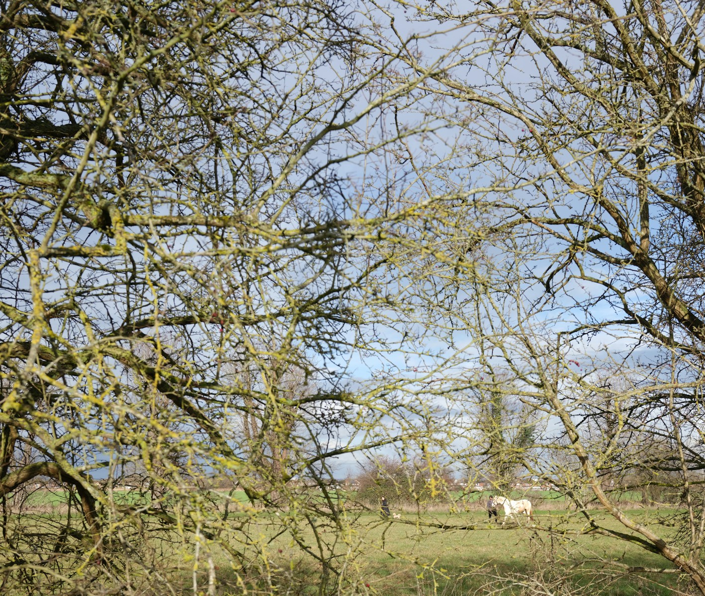 Bare tree branches against a cloudy sky with a horse. How to Choose the Right Tree Pruning Service in the Shenandoah Valley: What to Look For