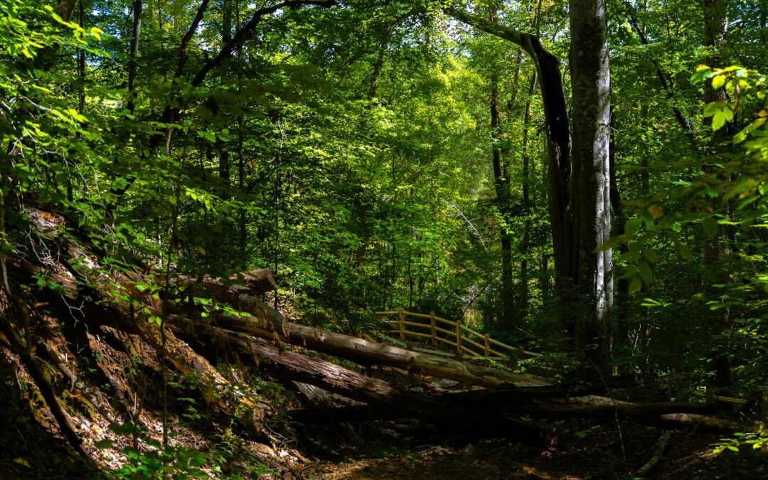 The Ultimate Guide to Hiring a Tree Removal Service in the Shenandoah Valley
