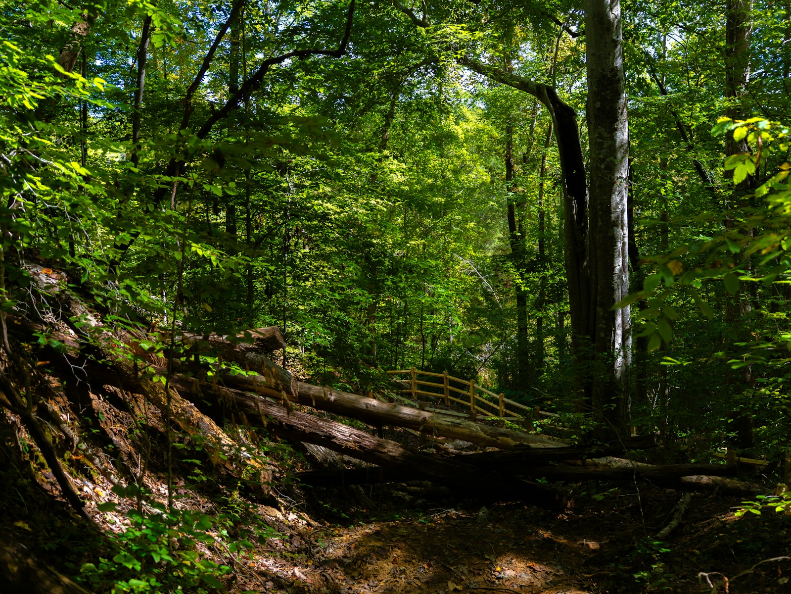 Sunlight filters through lush green forest trees. The Ultimate Guide to Hiring a Tree Removal Service in the Shenandoah Valley