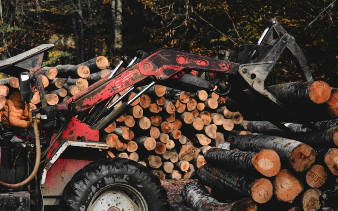 Can an Arborist Save a Dying Tree? Staunton Experts Weigh In