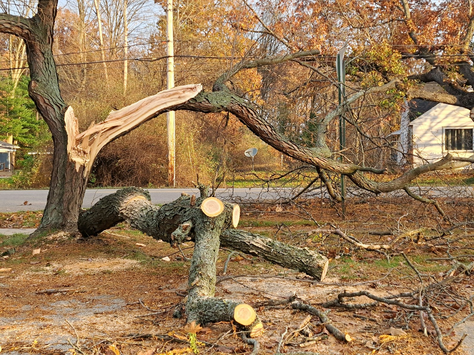 A tree that has fallen over in a yard How Much Does Tree Removal Cost in Staunton? (Pricing Guide)