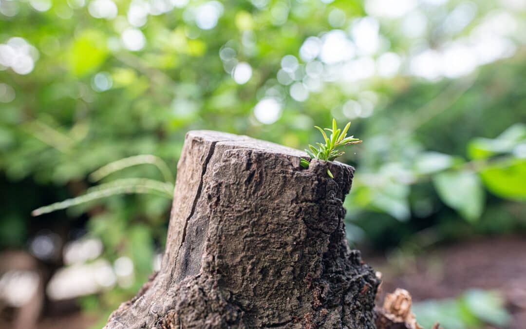 Tree Stump Removal in Staunton, VA: When Grinding Is the Right Solution