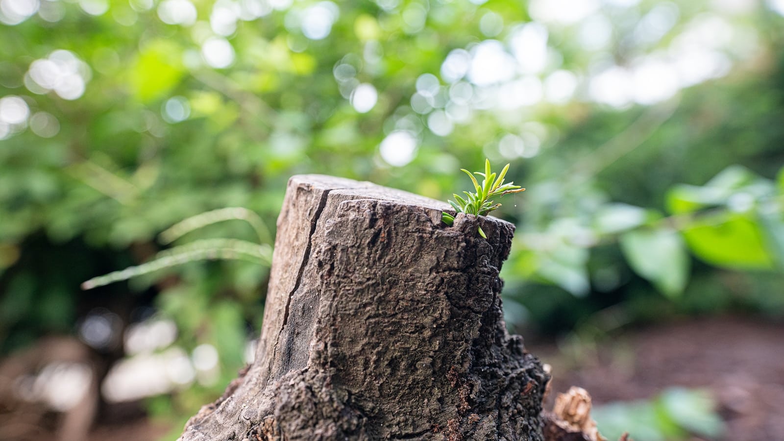 A tree stump with a small plant growing out of it Tree Stump Removal in Staunton, VA: When Grinding Is the Right Solution