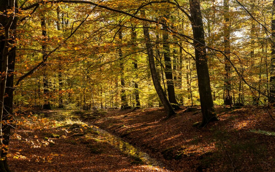 Emergency Tree Removal in Harrisonburg and Staunton: What to Do When Trees Fall