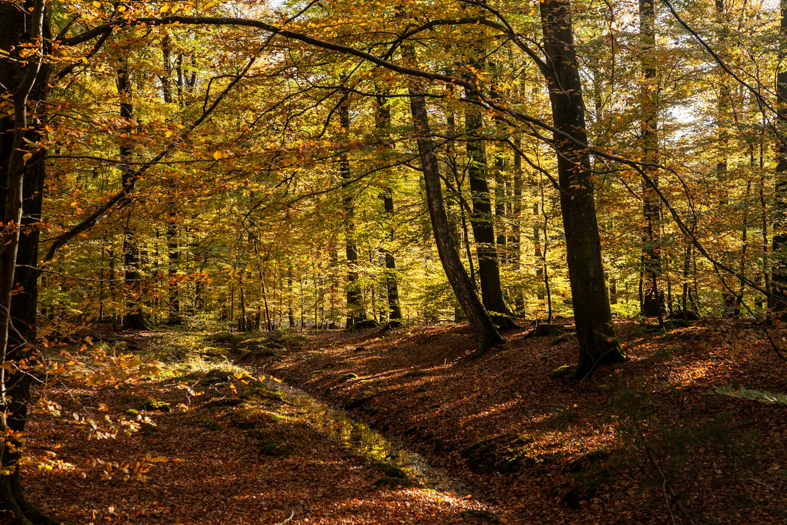 a path in the middle of a wooded area Emergency Tree Removal in Harrisonburg and Staunton: What to Do When Trees Fall