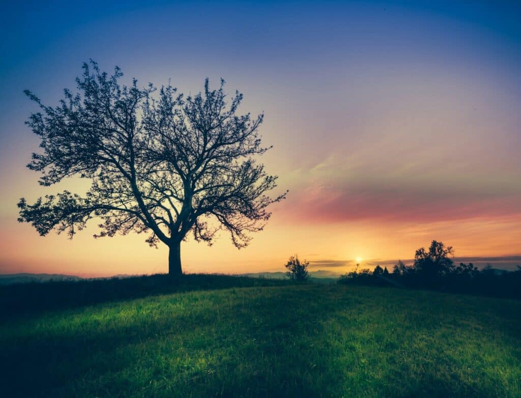 silhouette of tree surrounded by grass